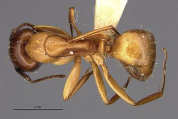 Media type: image;   Entomology 21459 Aspect: habitus dorsal view